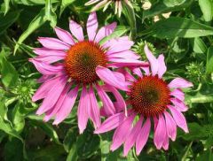 Echinacea
