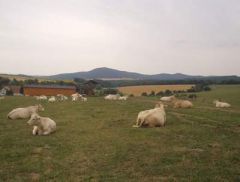 Plemeno Charolais