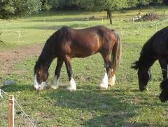 Shire horse - vzcna ozdoba rana