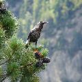 Orešnica perlovaná na tatranskej limbe