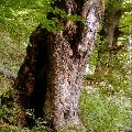 Staré stromy ako zdroj vzácnych genetických informácií