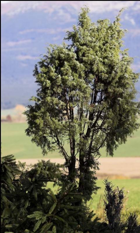 Borievka obyčajná