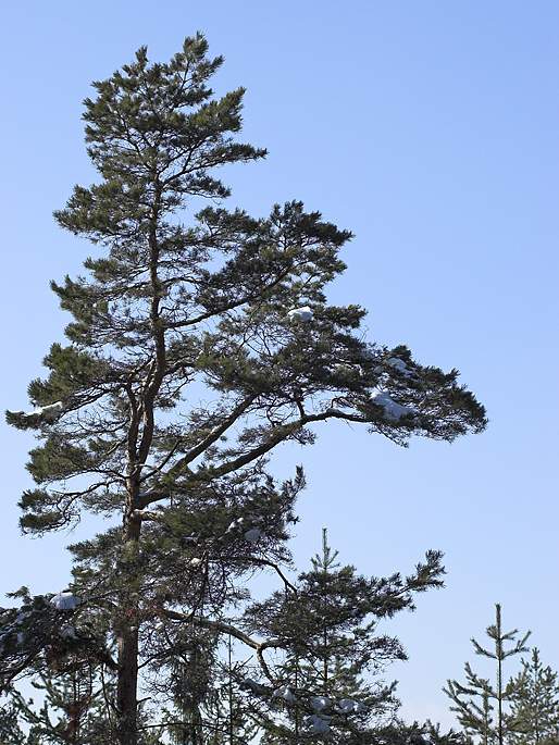 Borovica lesná