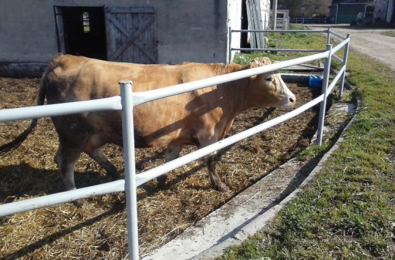 kravička na ekofarme
