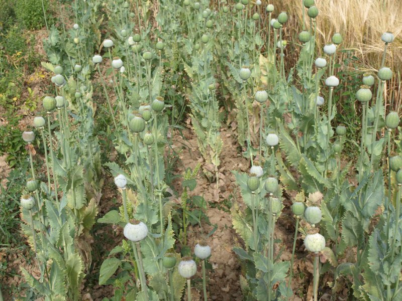 Makové pole