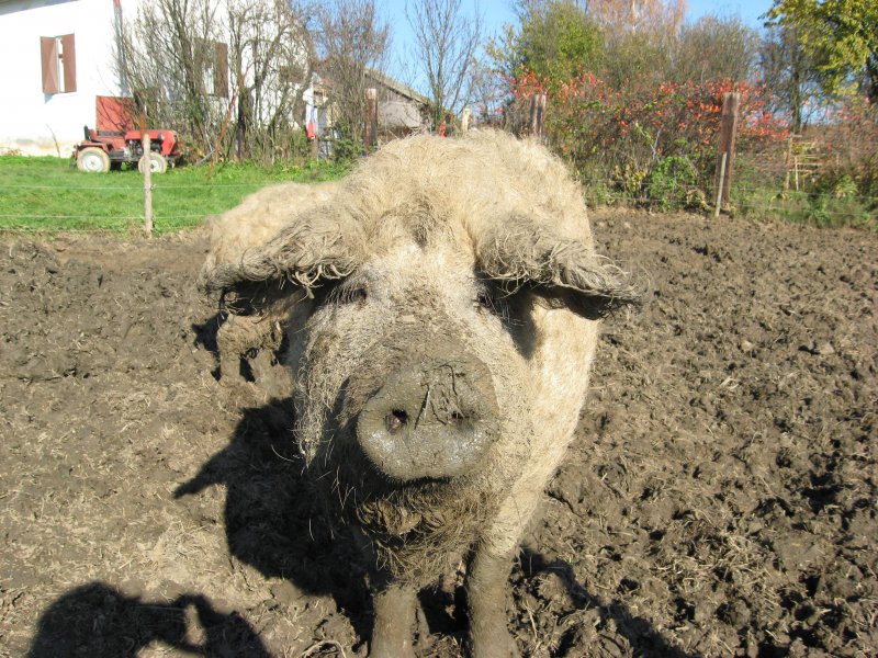 Mangalica na ekofarme
