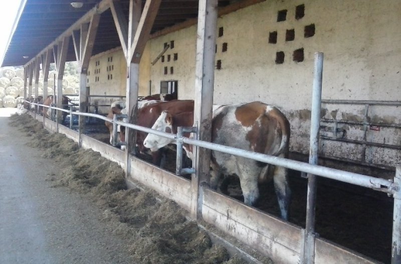 Maštaľ s hovädzím dobytkom