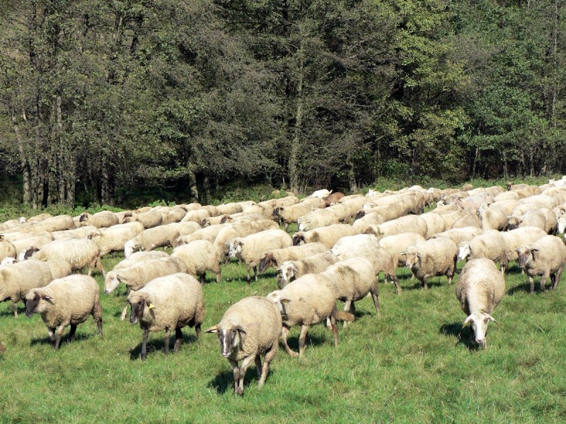 Ovečky na paši - Turčianske Kľačany