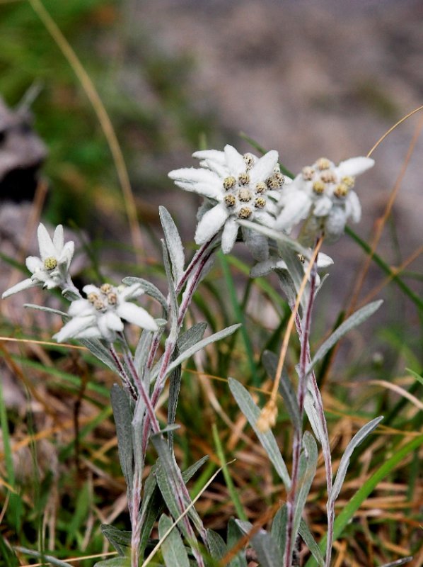Plesnivec alpínsky