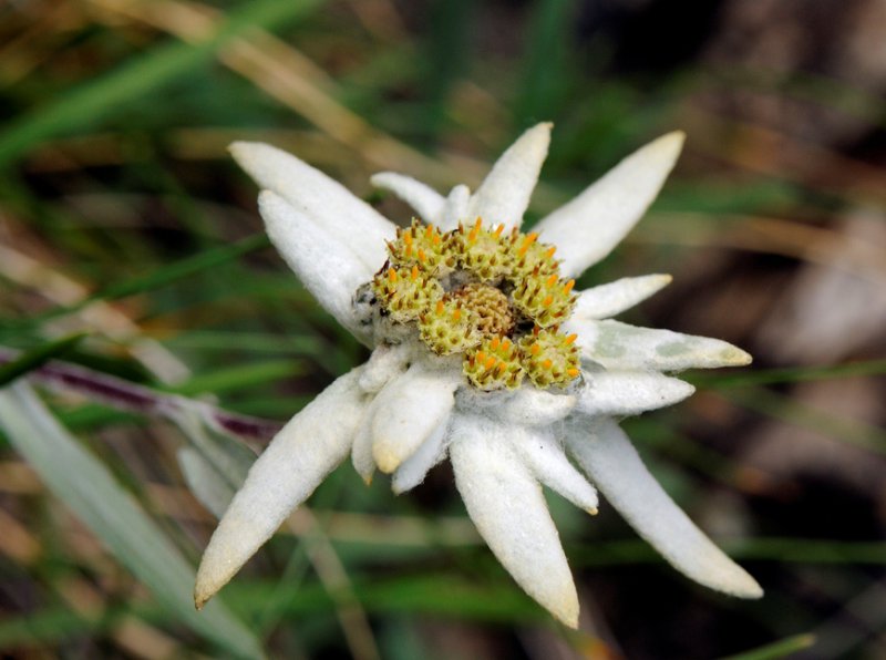 Plesnivec alpínsky