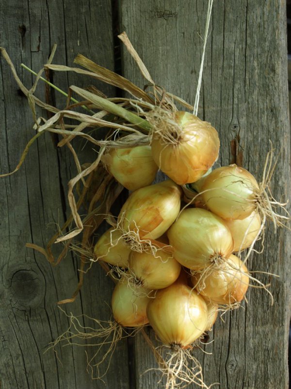 Sušenie cibule