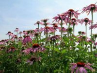 echinacea