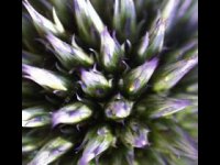 echinacea