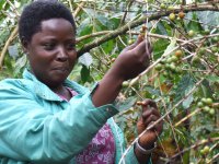 fair trade pestovateľka pri zbere úrody