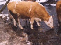 farma sklené - otužilkyňa