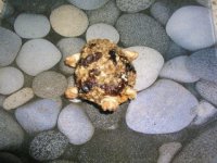 hotová müsli korytnačka