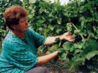 Jarmila Abrlová - pani biovinárka,  foto: Jiří Dvořák