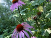 liečivá echinacea