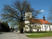 lipa v lipanoch