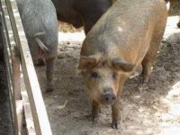 mangalica