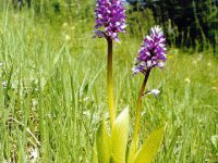 orchidea