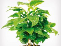 pestovanie kávy - rastlina kávy arabica