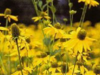 rudbekia strapatá