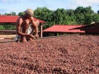Triedenie kakaa,  foto: Faitrade Foundation