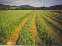 zelené hnojenie - agrokarpaty plavnica