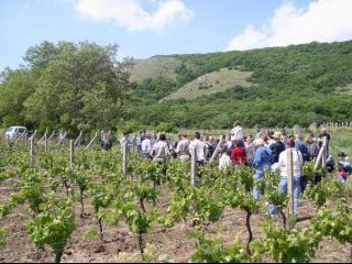 BIO vinica v Pavlove pod Pálavou