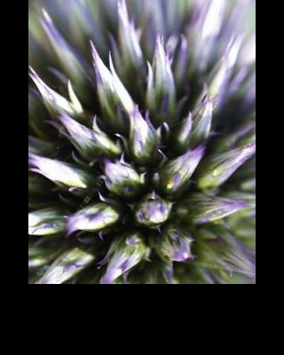 Echinacea