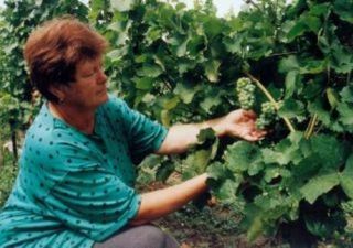 Jarmila Abrlová - pani biovinárka Jarmila Abrlová - pani biovinárka