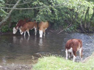 Kravy - chov v prírode na ekofarme