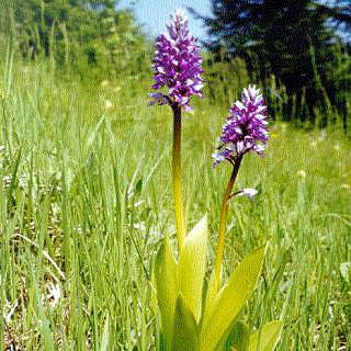 orchidea