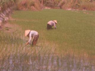 Pestovanie ryže - Vietnam