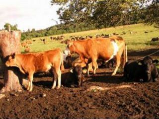 Pohoda na farme Borová