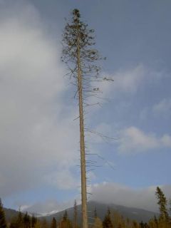 Tatry rok po(3)