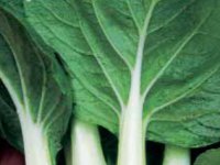 Kedy sadiť siať čínska kapusta - pak choi