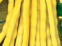 Kedy sadiť siať fazuľa kolíková - goldmarie