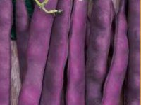 Kedy sadiť siať fazuľa kolíková - milka