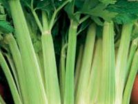 Kedy sadiť siať zeler stopkový - verde pascal